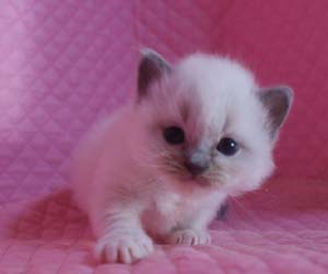 ラグドール バイカラー・ミテッド 子猫ちゃん家族募集_e0033609_17443866.jpg