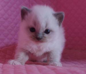 ラグドール バイカラー・ミテッド 子猫ちゃん家族募集_e0033609_17445098.jpg