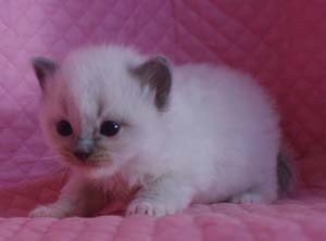 ラグドール バイカラー・ミテッド 子猫ちゃん家族募集_e0033609_17451414.jpg