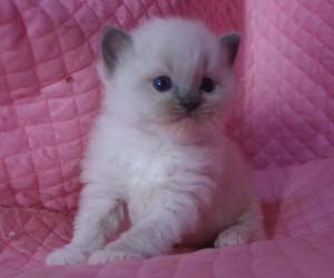ラグドール バイカラー・ミテッド 子猫ちゃん家族募集_e0033609_1745452.jpg