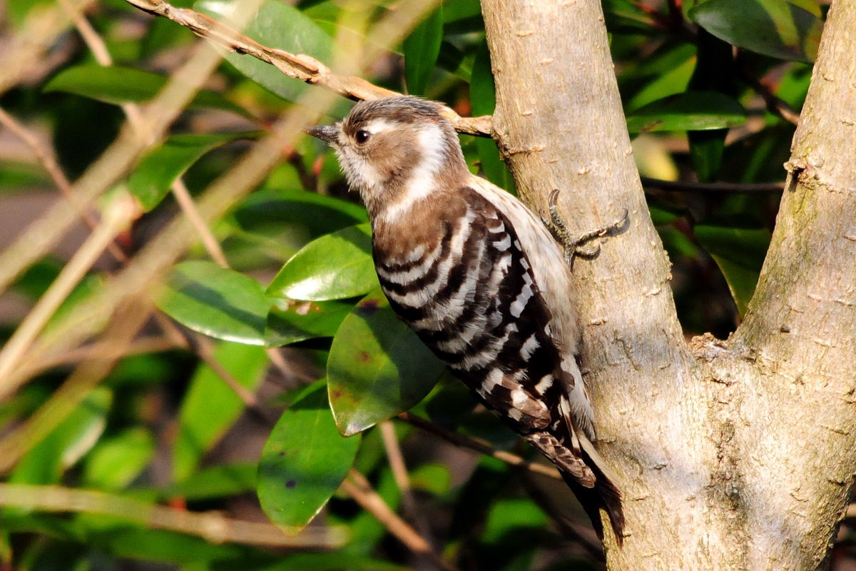 野鳥コゲラの赤ポッチ_a0189912_2237066.jpg