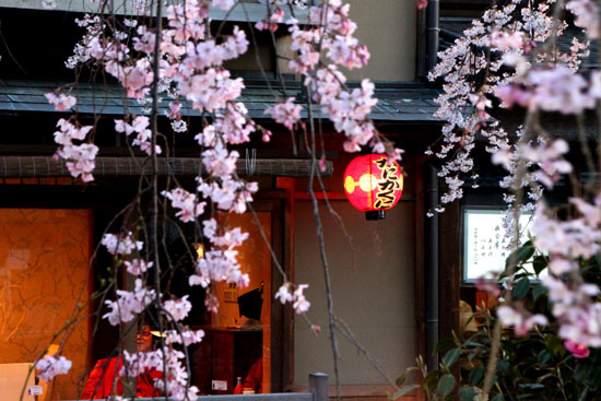 祇園白川 夜桜_e0048413_221851.jpg