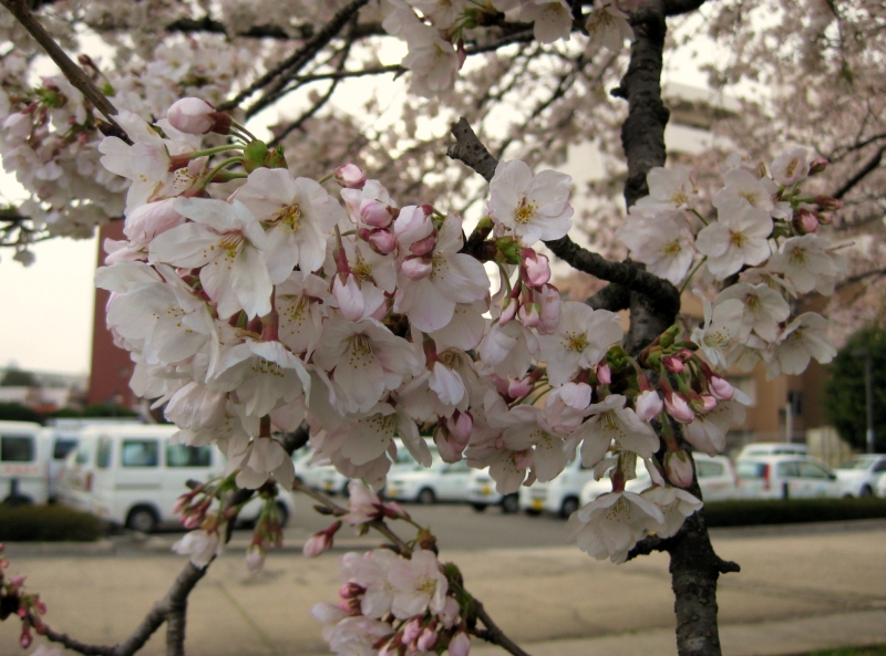 桜の季節になりました（管理人）_d0132214_10343683.jpg