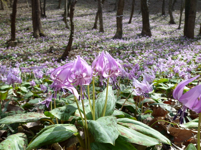 鳩吹山のカタクリ_d0170615_11461367.jpg