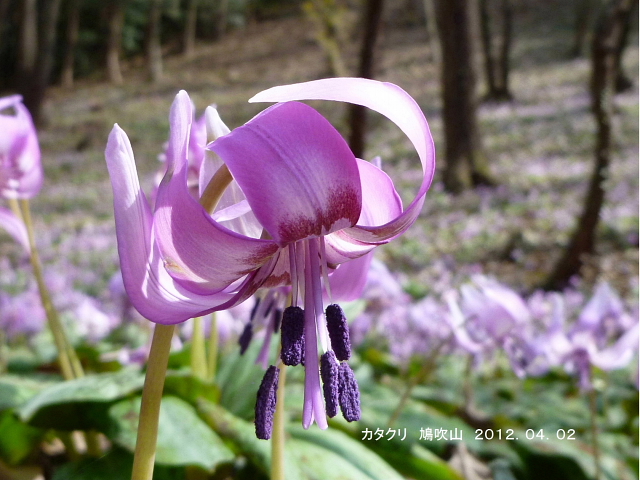 鳩吹山のカタクリ_d0170615_11463910.jpg