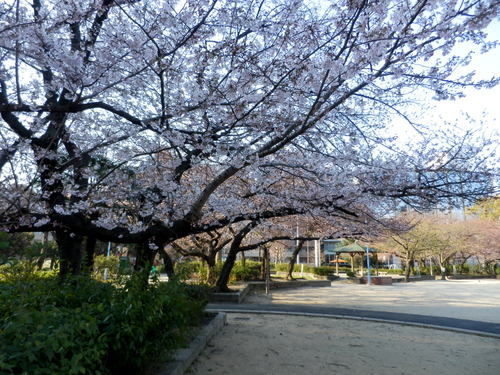 開花!_c0247818_23351175.jpg