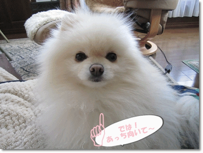 b0167519_2216037.gif