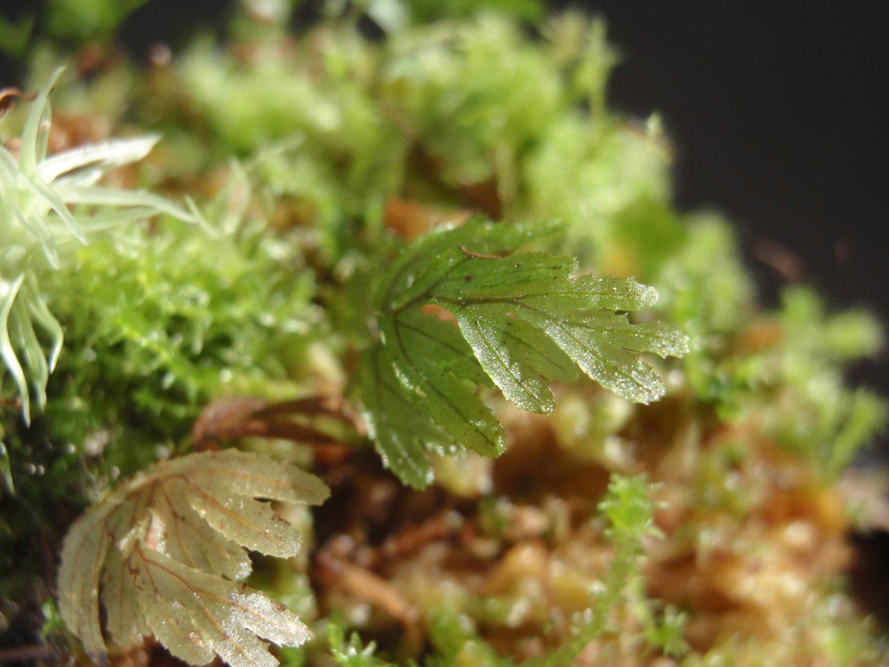 Hymenophyllum sp①～ : コケシノブログ‐苔忍録‐