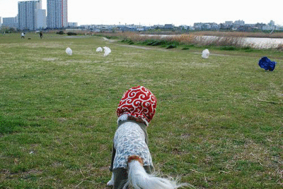 f0214121_10425322.gif