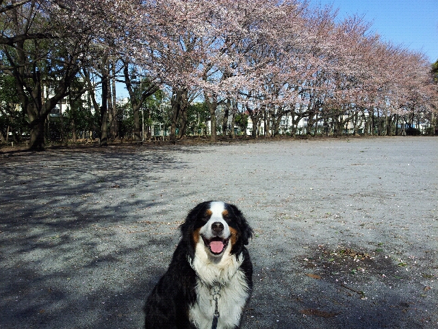 桜咲いたけど、涼しいね～_e0203322_2202362.jpg