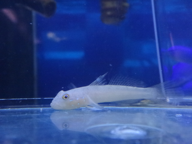 120404 海水魚・水草・淡水魚_f0189122_13966.jpg