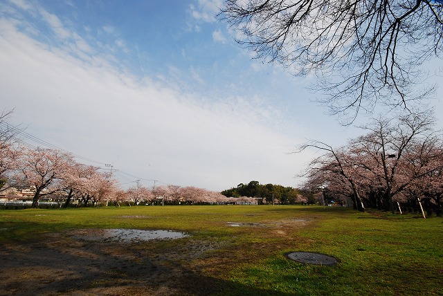 sakura_a0071724_1829418.jpg