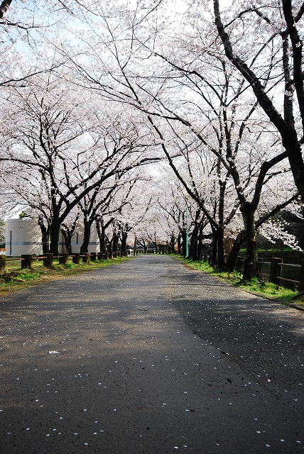 sakura_a0071724_1830677.jpg