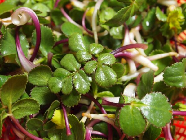 浜防風の天ぷら ゆららレシピ 浜防風の天ぷら ゆららレシピ