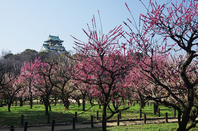 大阪城公園・梅林_f0155048_23183374.jpg