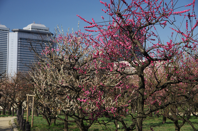 大阪城公園・梅林_f0155048_23184990.jpg