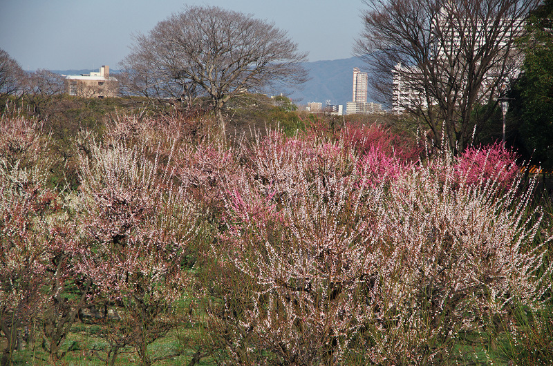 大阪城公園・梅林_f0155048_23202196.jpg