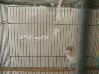 c0176651_22102039.gif