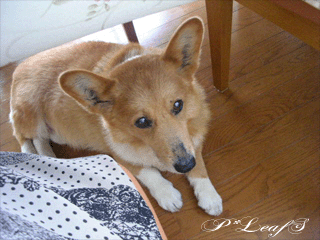 c0176651_222015.gif