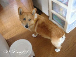 c0176651_2262979.gif