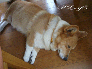 c0176651_2275862.gif