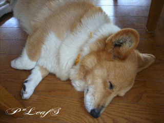 c0176651_2283169.gif