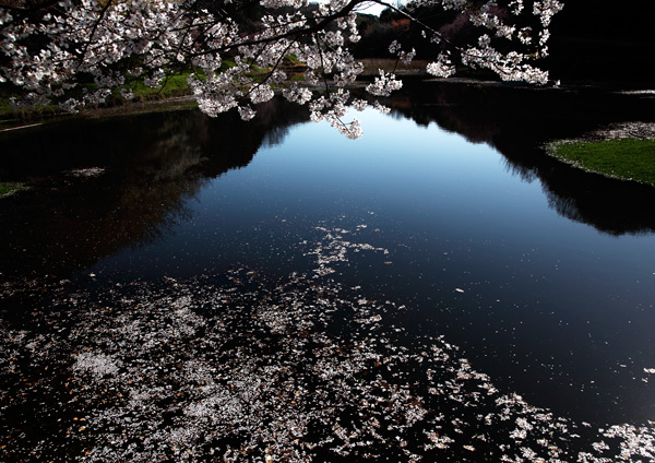 今日の三枚（散る桜）_a0057752_1346464.jpg