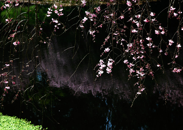 今日の三枚（散る桜）_a0057752_13481170.jpg