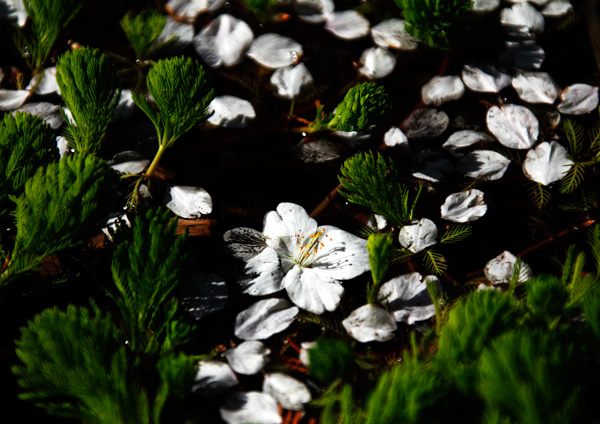 今日の三枚（散る桜）_a0057752_1349211.jpg