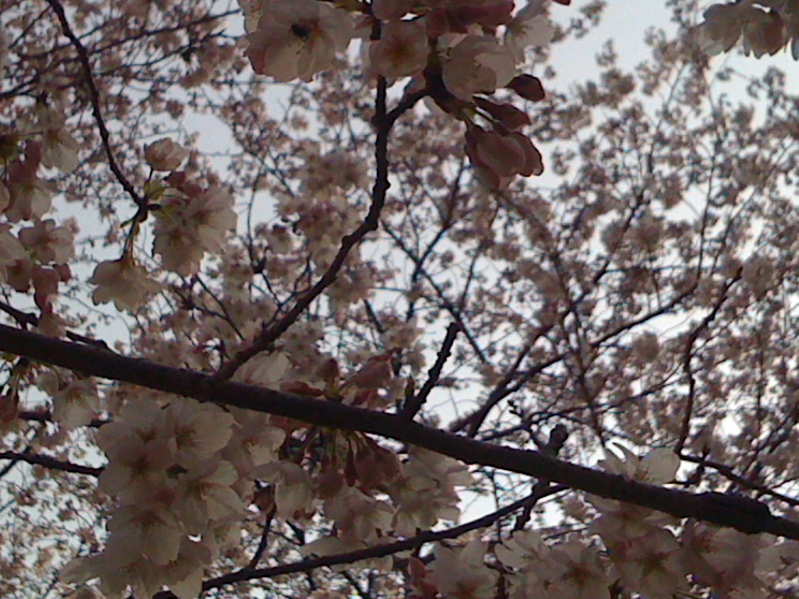 b0005652_6285776.jpg
