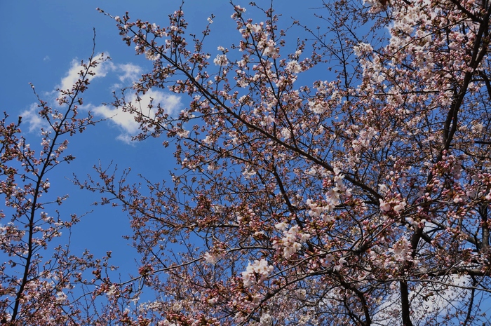 大阪の桜_b0156453_2382790.jpg