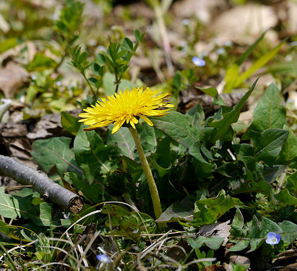 d0091754_12842.jpg
