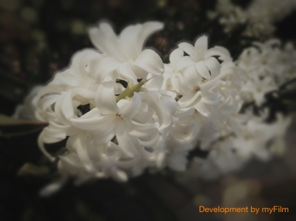 ◆myFilm by iPhone モノ撮り編_b0008655_21215111.jpg