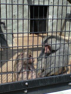 福山市立動物園_e0159557_1815075.jpg