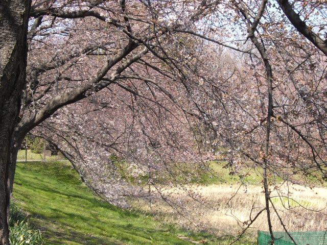 昨日の春の嵐、桜は無事でした。_d0116059_22175026.jpg