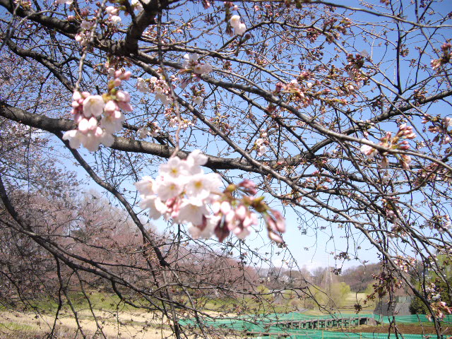 昨日の春の嵐、桜は無事でした。_d0116059_2283263.jpg