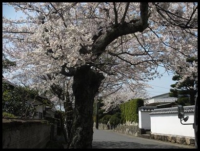 今日はコーラスデー、桜も見頃なので、・・♪_f0113862_18335934.jpg