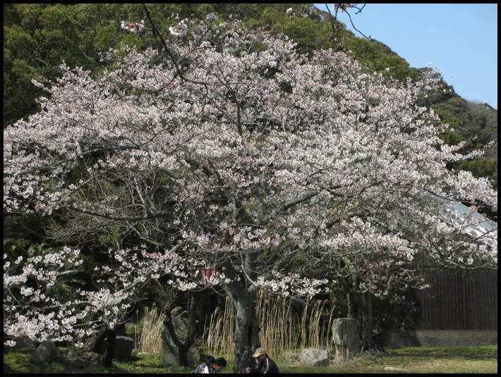 今日はコーラスデー、桜も見頃なので、・・♪_f0113862_18442743.jpg