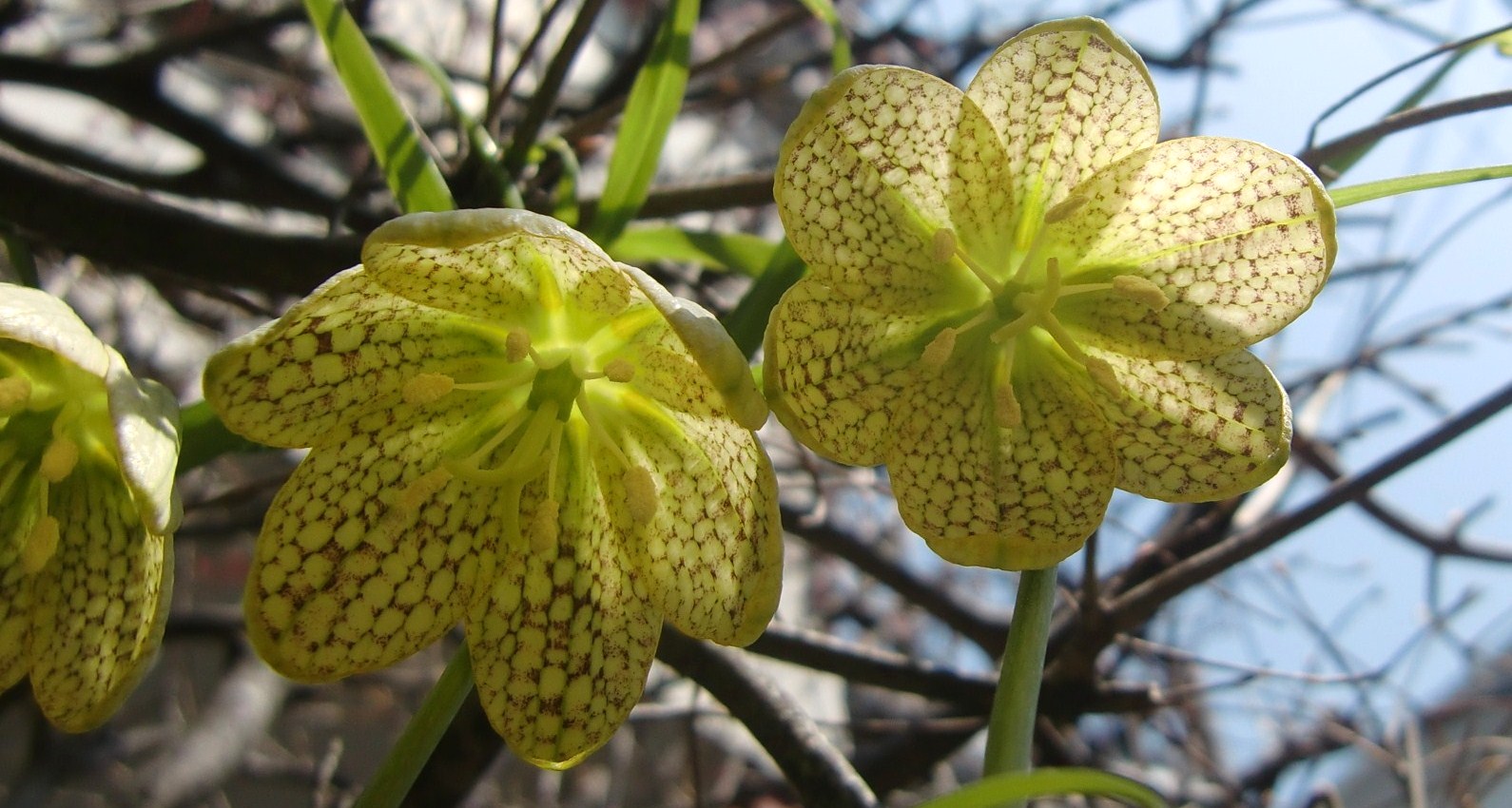 バイモユリ 貝母百合 編み笠ユリ spiritual life with flowers バイモユリ 貝母百合 編み笠ユリ spiritual life with flowers