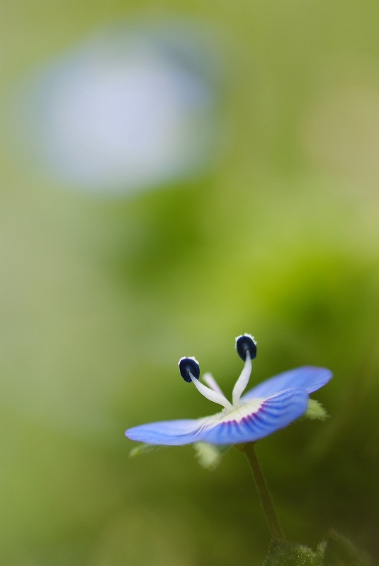 小さなお花_f0067667_216450.jpg