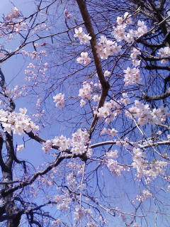 井の頭恩賜公園の桜とぶたまん_f0112873_2049629.jpg