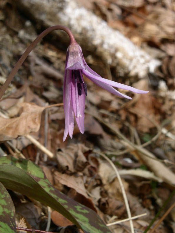 e0118274_816582.jpg