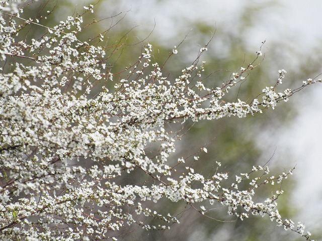 『雪柳(ユキヤナギ)の花、風に揺れて･････♪』_d0054276_20382625.jpg