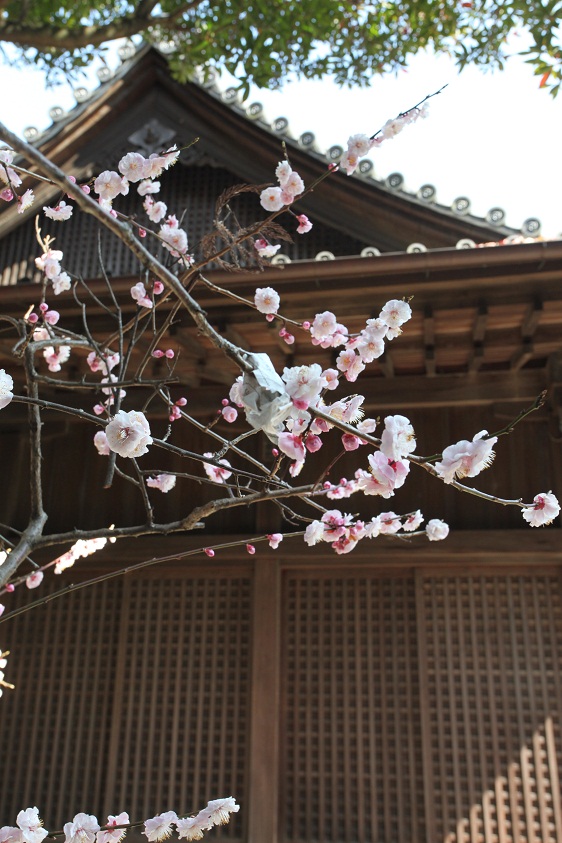 八坂神社 神前式_d0230676_14414046.jpg