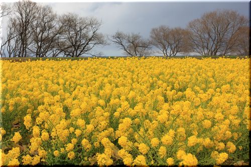 菜の花畑_e0186578_23182067.jpg