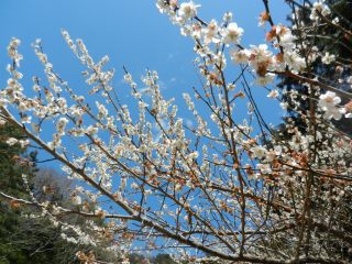 2012年4月4日 すごいんだよ。。_b0098584_18474119.jpg