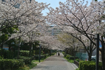 桜ウォーキング_b0128589_1319765.jpg