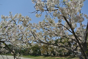 桜ウォーキング_b0128589_13262664.jpg