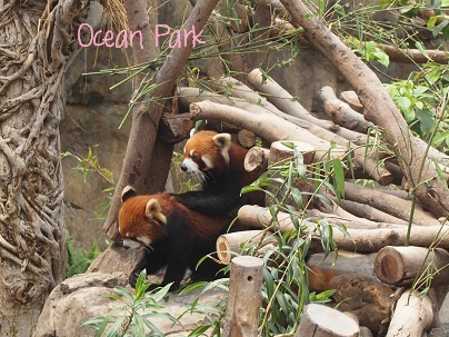 Panda@Ocean Park_d0088196_1126670.jpg