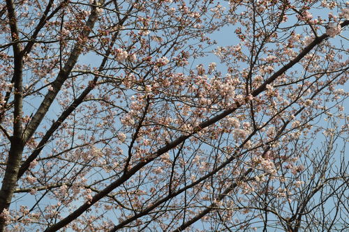 桜_e0094102_12511739.jpg